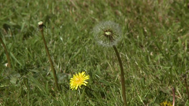 Steady, medium close up shot of dandelions in grass.
