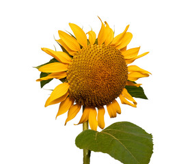 Flower of sunflower isolated on white background. Seeds and oil. Flat lay,