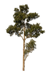 Isolated tree on white background