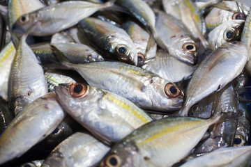 Yellowtail japanese amberjack, kingfish, seriola quinqueradiata, jack fish, mackerel, yellowstripe bigeye scad, hamachi, tuna closeup, many fresh raw fishes with yellow stripe, Thailand seafood market