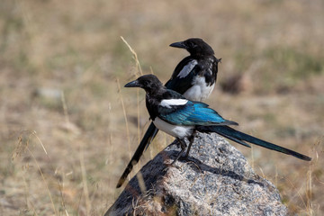 Beautiful Magpie in Rocky Mountain National park	