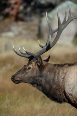 Bull Elk in Rocky Mountain National Park	