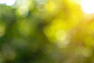 Obraz premium Sunlight shining through the leaves of trees, natural blurred background, Nature abstract background, nature green bokeh
