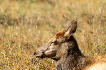Female Elk in Rocky Mountain National Park