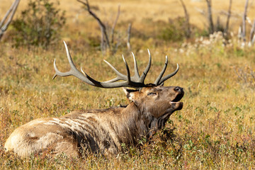 Bull Elk in Rocky Mountain National Park	
