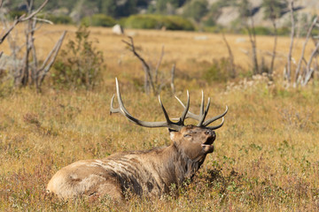 Bull Elk in Rocky Mountain National Park	