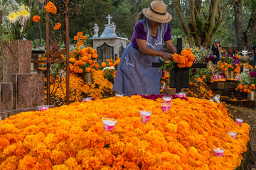 La dama está  arreglando la tumba con flores de cempasúchil en un cementerio de Michoacán, México.