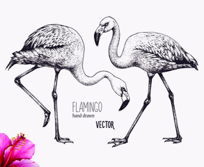 Flamingo vector illustration. Ink pen drawing. Line art design, engraving style. Hand drawn picture. Isolated black figures. Sketch artwork