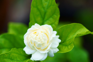 close up of beautiful white jasmine flower