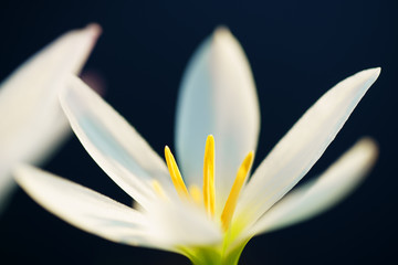 close up of white rain lily flower