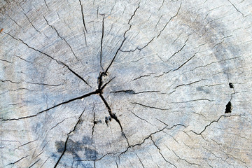 grunge log wood texture background of annual ri