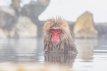 Snow Monkey Bathing in Natural Onsen at Jigokudani Snow Monkey Park in WInter, Nagano, Japan