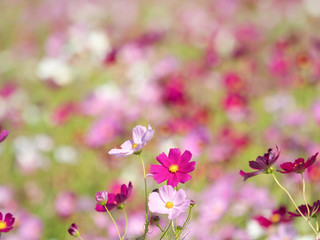 コスモス畑