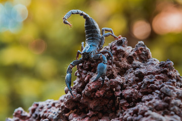 A black scorpion in nature wildlife live stone on big stone at forest.