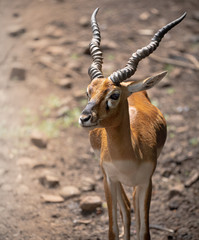 closeup of Indian gazelle walking in the grasslands