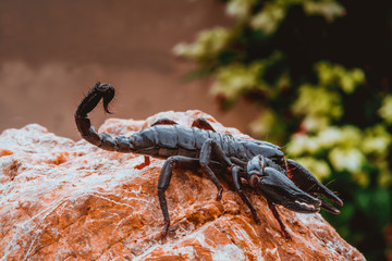 A black scorpion in nature wildlife live stone on big stone at forest.