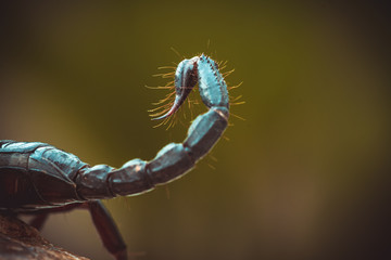 A black scorpion in nature wildlife live stone on big stone at forest.