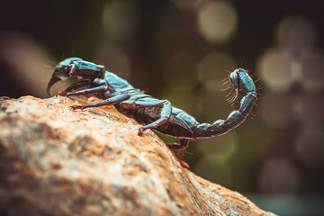 A black scorpion in nature wildlife live stone on big stone at forest.