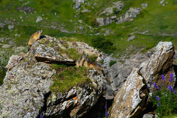 Groundhog family in the french Pyrenees