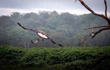 Obraz premium Grey Headed Fishing Eagle at Kabini Karnataka