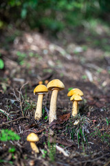 雨上がりのきのこ