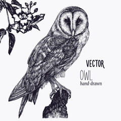 Vector hand drawn ink pen illustration. Barn Owl sitting on a tree stump. Flower decoration in the corner. One color design. Isolated image. Sketch artwork