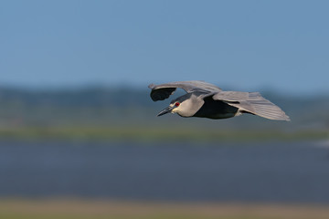 A Black-crowned Night Heron flying over the marsh.
