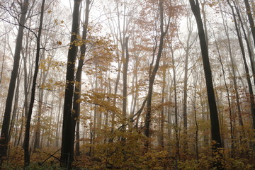 Fototapeta premium autumn 