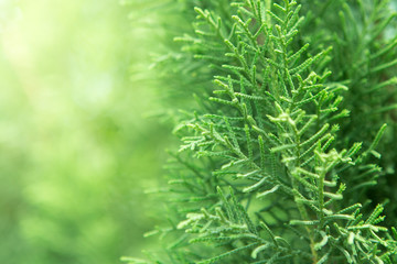 Close up of Orientali Arborvitae  on background blurred
