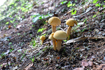 雨上がりのきのこ