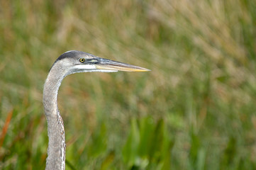 Close up (blurred background) of the head of a great blue heron (Ardea herodias) along Anhinga Trail in Everglades National Park, Florida, USA