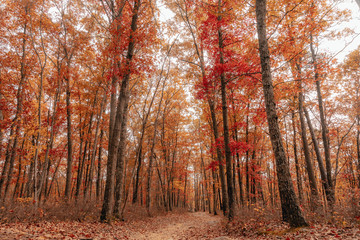 Forest in Autumn