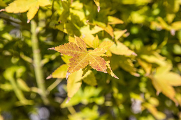 Maple tree
