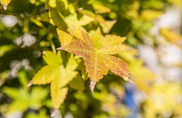 Maple tree