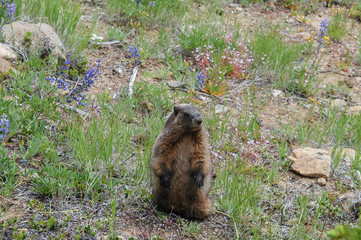 Curious hoary marmot (Marmota caligata) sitting up (blurred background) in Alpine Lakes area of the Cascade Mountains in Washington State, USA