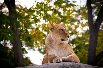 Lioness waiting on her den