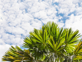 Green tropic exotic palm tree leaves in front of sky