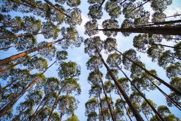 Árvores no topo com céu azul