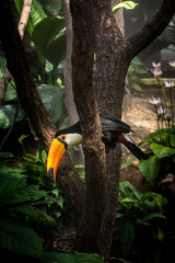 Toucan has a long and colorful beak