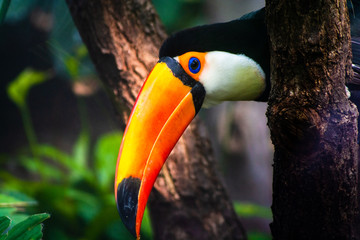 Close up view of a toucan and its beak
