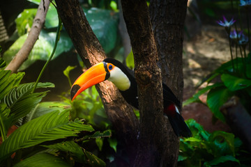 Bunter Tukanvogel des Amazonaswaldes