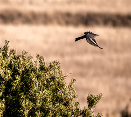 bird in flight