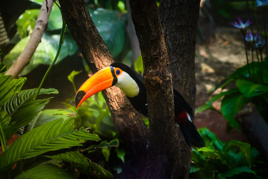 Colorful toucan bird of the amazonian forest