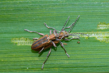 Donacia vulgaris on a reed leaf near a pond