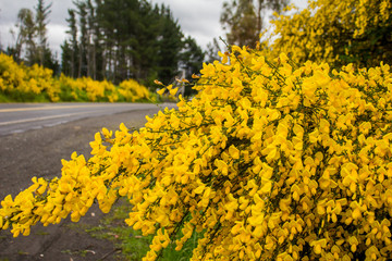 Estrada com flor amarela no caminho 