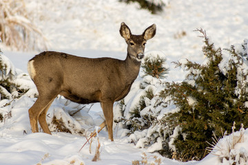 deer in winter