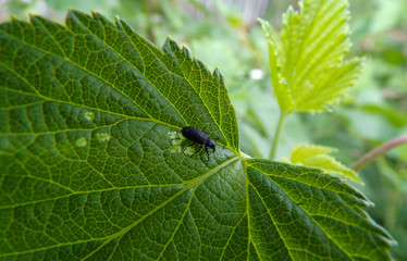The weevil beetle eats ripe and green currant leaves. Pests in the garden destroy the crop. Pest control.