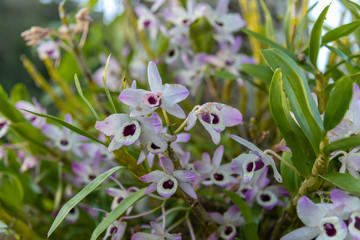 Obraz premium Tropical Flowers of Winter Season: Orchids 02