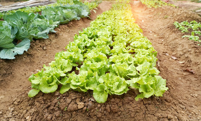 lettuce vegetable salad growing in rural farmland