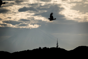 Obraz premium Sky and bird silhouette
